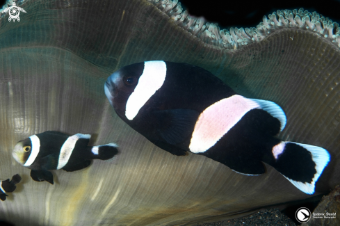 A Saddleback Clownfish