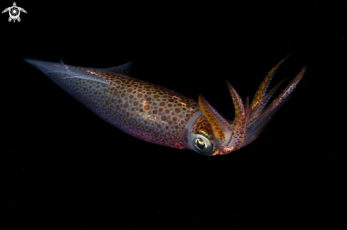 A European common squid