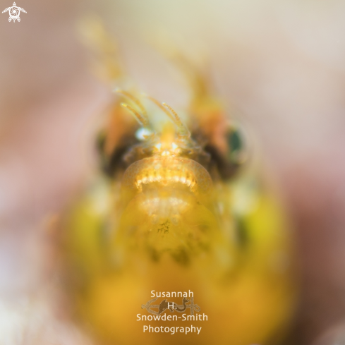 A Golden Roughhead Blenny