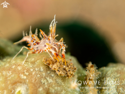 A Spiny Tiger Shrimp