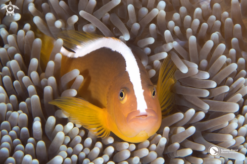 A Amphiprion sandaracinos | Orange Skunk Clownfish