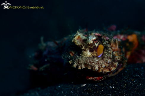 A Coconut Octopus 