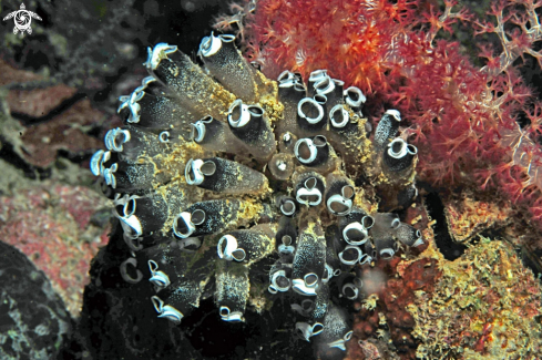 A Tunicates