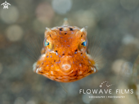 A Juvenile Thornback Boxfish