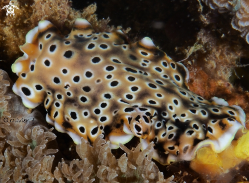 A Black-spotted mimic flatworm 