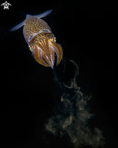 A European Common squid