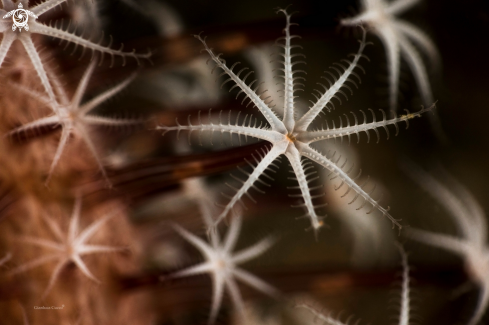 A Flowery sea pen