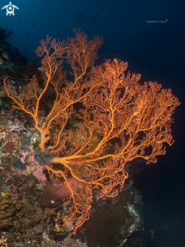 A Sea fan