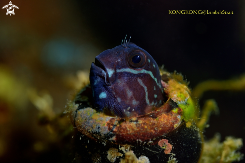 A Black Coralblenny