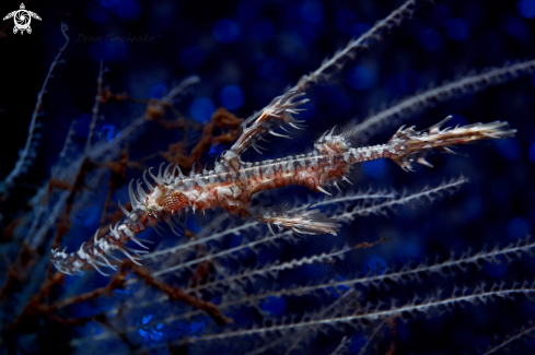A GHOST PIPEFISH