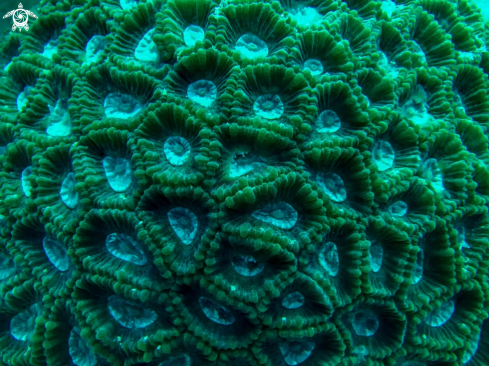 A CLOSED BRAIN CORAL