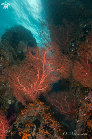 A  Gorgonians and the Colony Flower Tree Coral (Scleronephthya sp.).