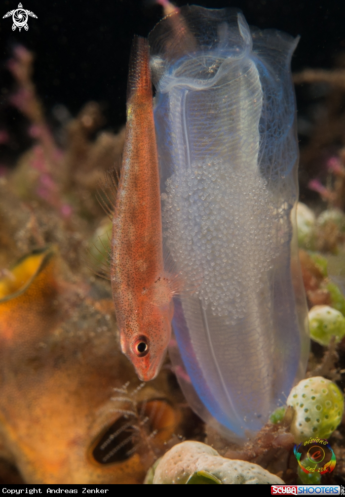 A Common Ghost Goby guarding eggs 