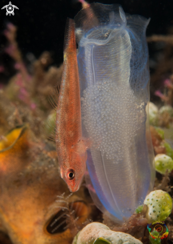 A Common Ghost Goby guarding eggs 