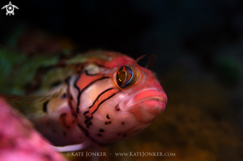 A Speckled Klipfish