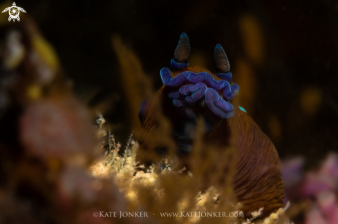 A Black Nudibranch