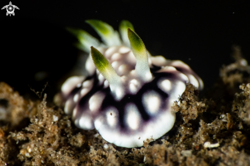 A Goniobranchus geometricus