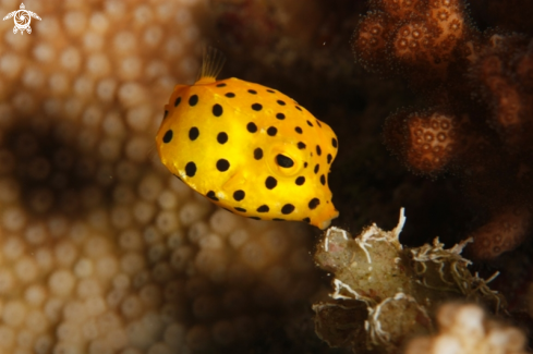 A Ostracion cubicus | Yellow Boxfish