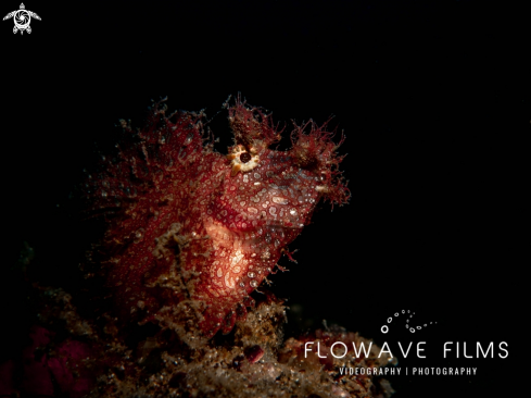 A Weedy Scorpionfish