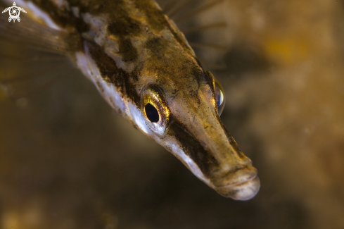 A Fifteen spiced stickleback