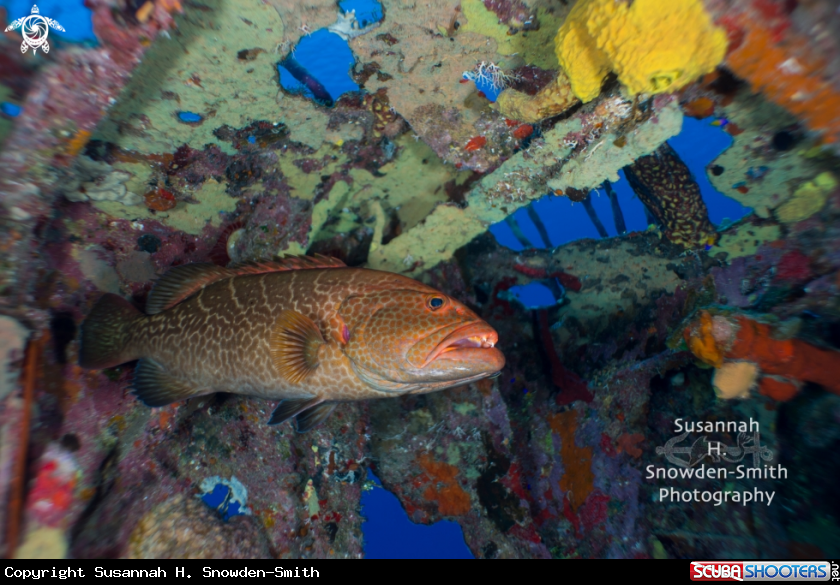 A 28mm lens and grouper