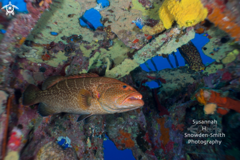 A Mycteroperca tigris | 28mm lens and grouper