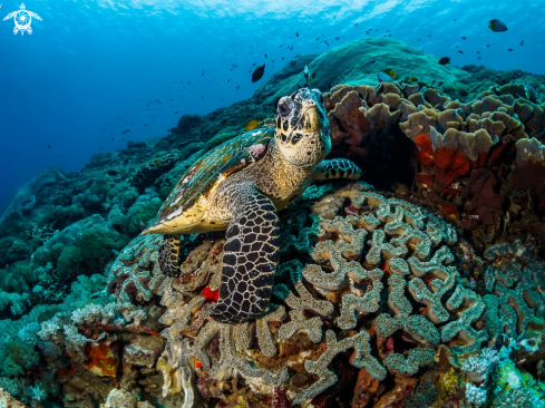 A Hawksbill Turtle 