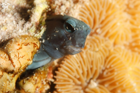 A Ophioblennius steindachneri | Blenny