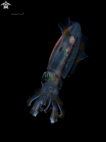 A Bigfin reef Squid 