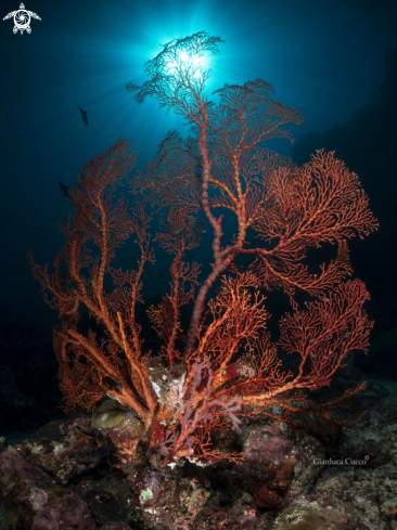 A Melithaea ochracea | Sea fan,Gorgonia
