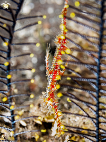 A Ornate Ghost Pipefish