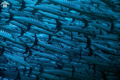 A School of Barracuda