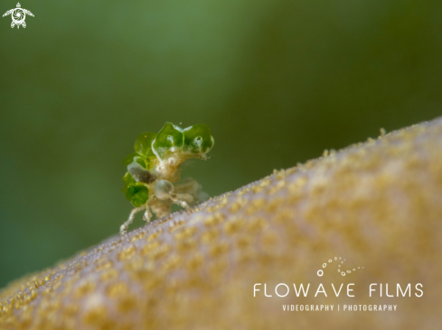 A Juvenile Decorator Crab