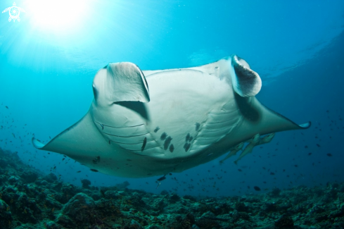 A Manta ray