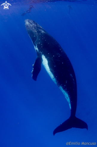 A Megaptera novaeangliae | Humpback whale