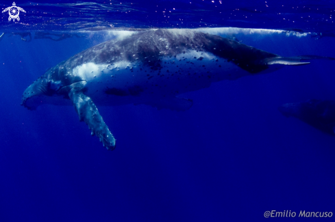 A Humpback whale