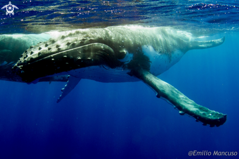 A Humpback whale