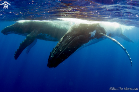 A Humpback whale