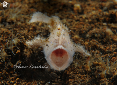 A Frog Fish