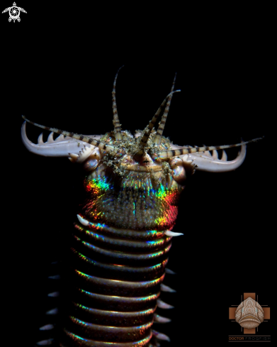 A Eunice aphroditois | Bobbit Worm