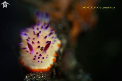 A Nudibranch