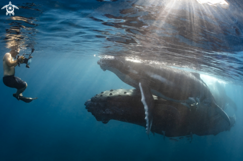 A Megaptera novaeangliae | Baleine à bosse 