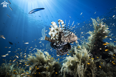 A Pterois volitans | Rascasse volante 