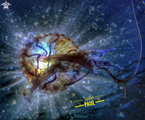 A Pelagia noctiluca | Méduse pélagique