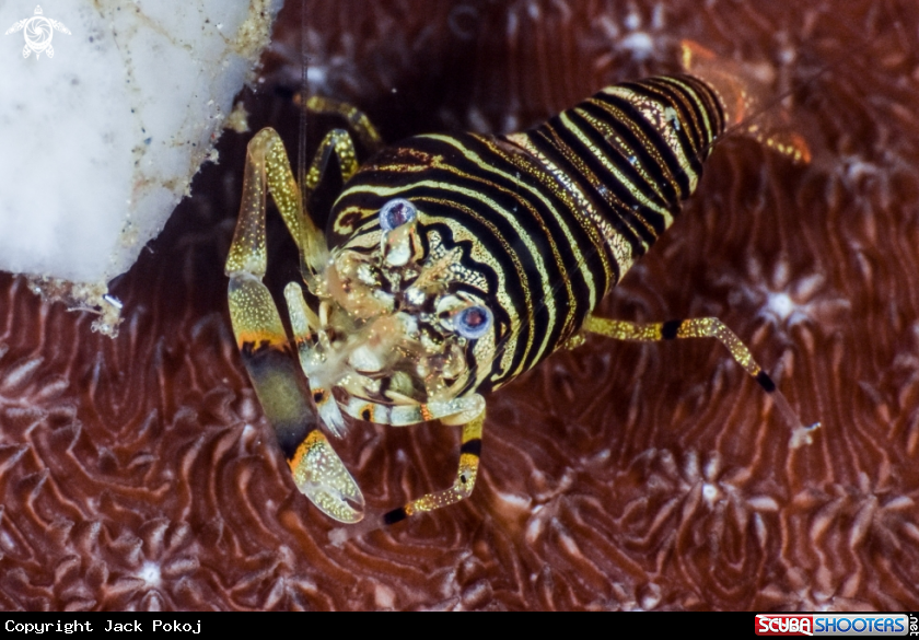 A Bumble Bee shrimp