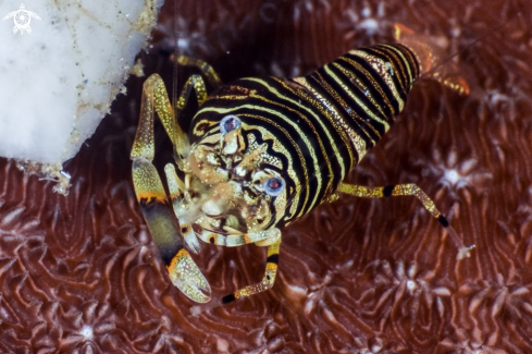 A  Gnathophyllum americanum | Bumble Bee shrimp