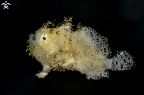 A Antennarius striatus, | Hairy frogfish