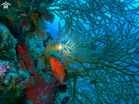 A wire coral