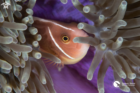 A Amphiprion perideraion | Pink Skunk Clownfish