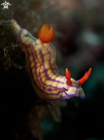 A Hypselodoris whitei | Nudibranch